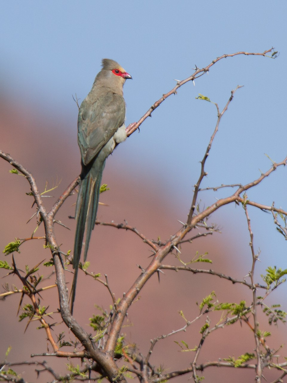 image Red-faced Mousebird